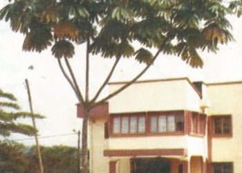 Ekumba-Tree1